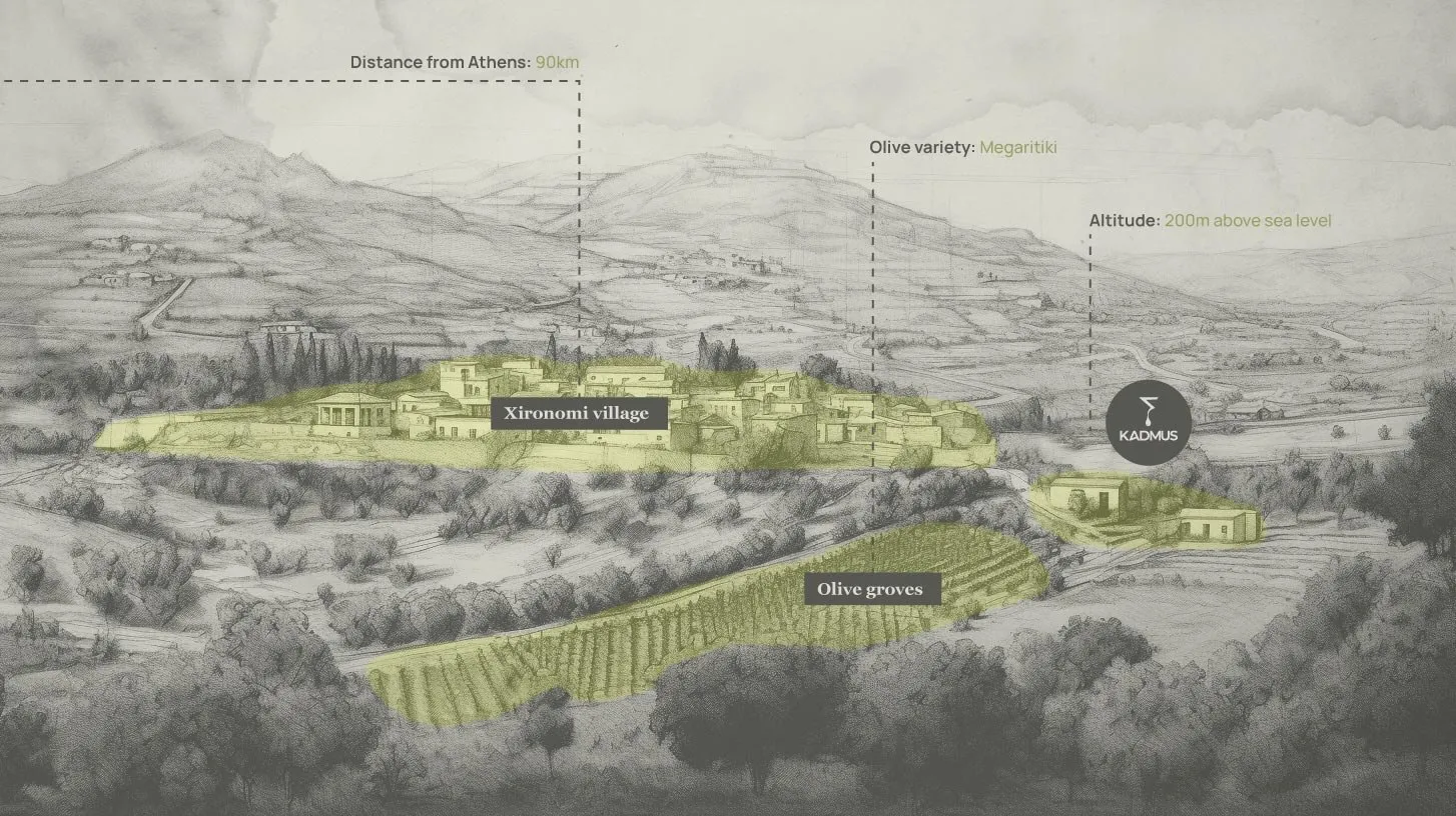 Etched map of Xironomi: the village, the olive groves and the Kadmus mill below Mount Helikon