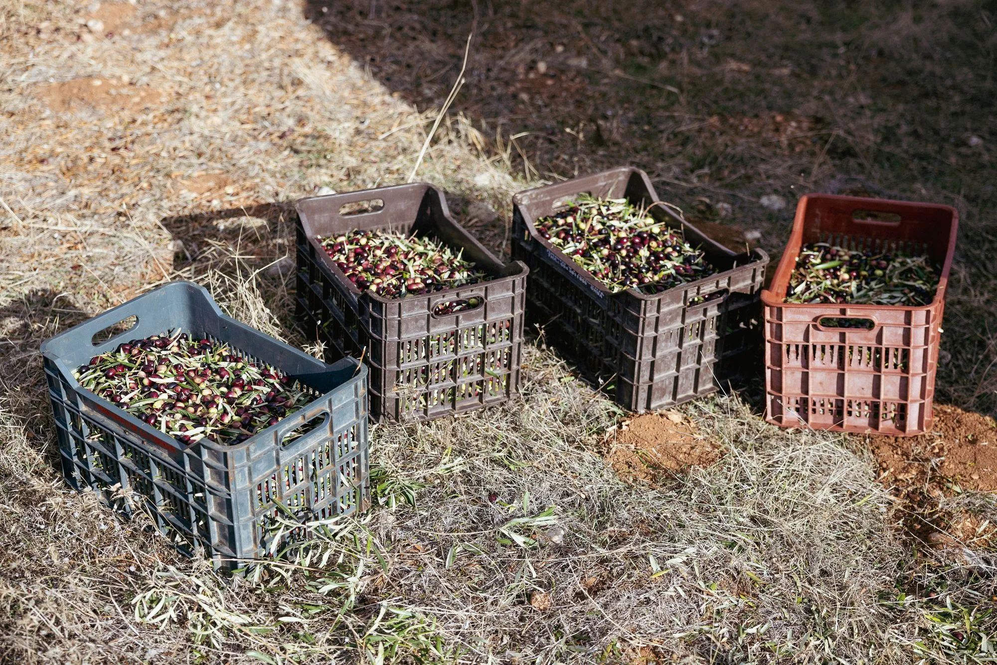Crates of green and purple olives standing on the grove floor