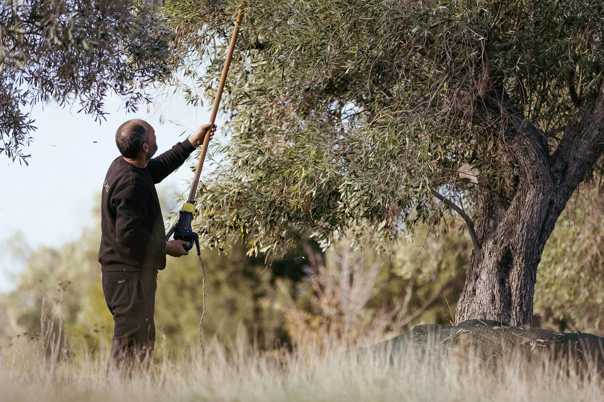 A worker combs olives from the tree with a harvest pole