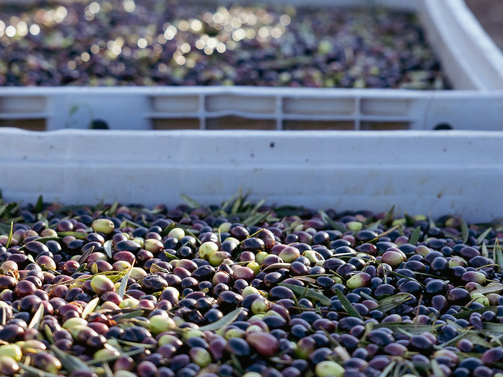 Crates of green and purple olives lined up at the mill intake