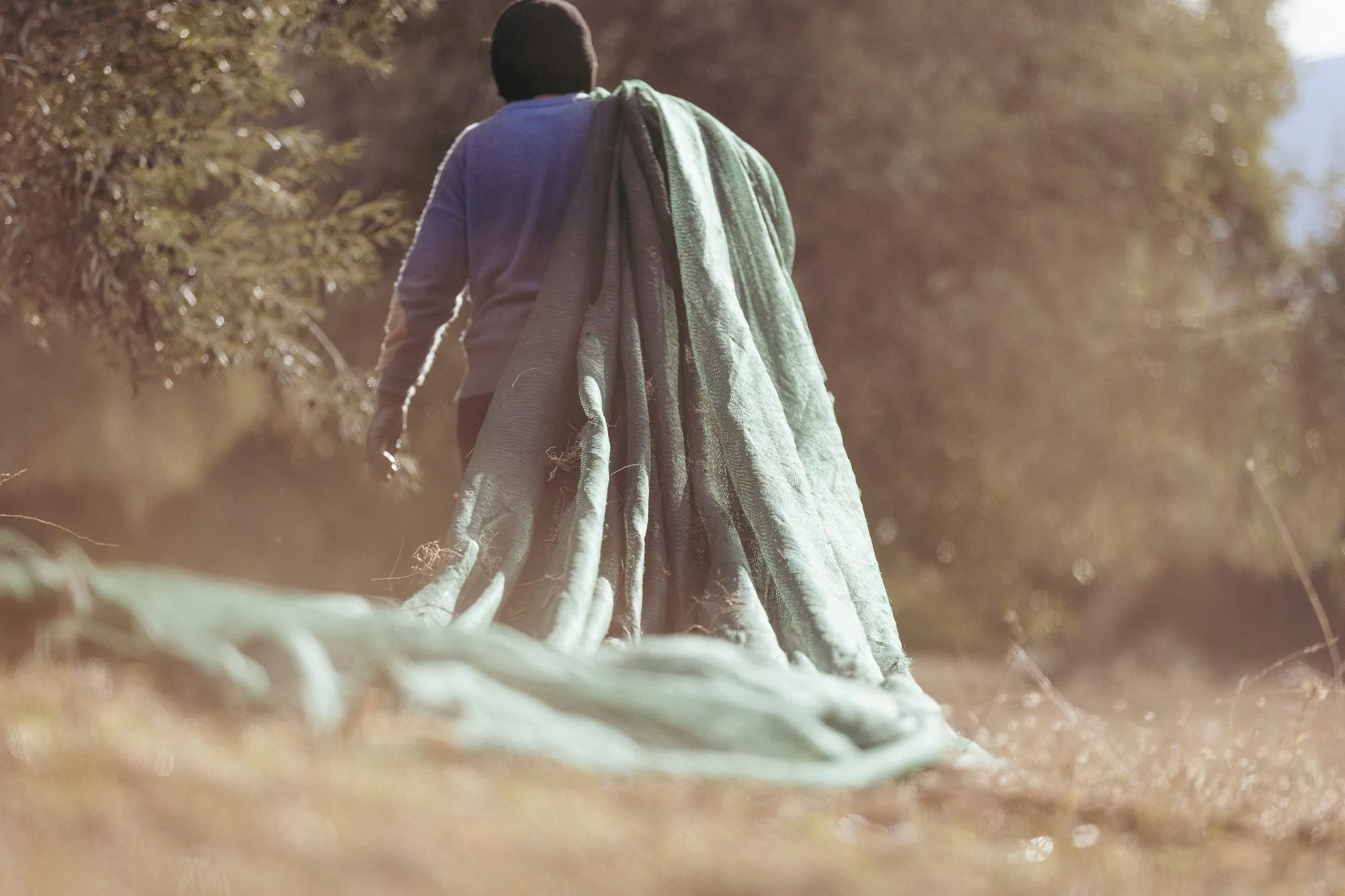 Carrying harvest nets through the grove