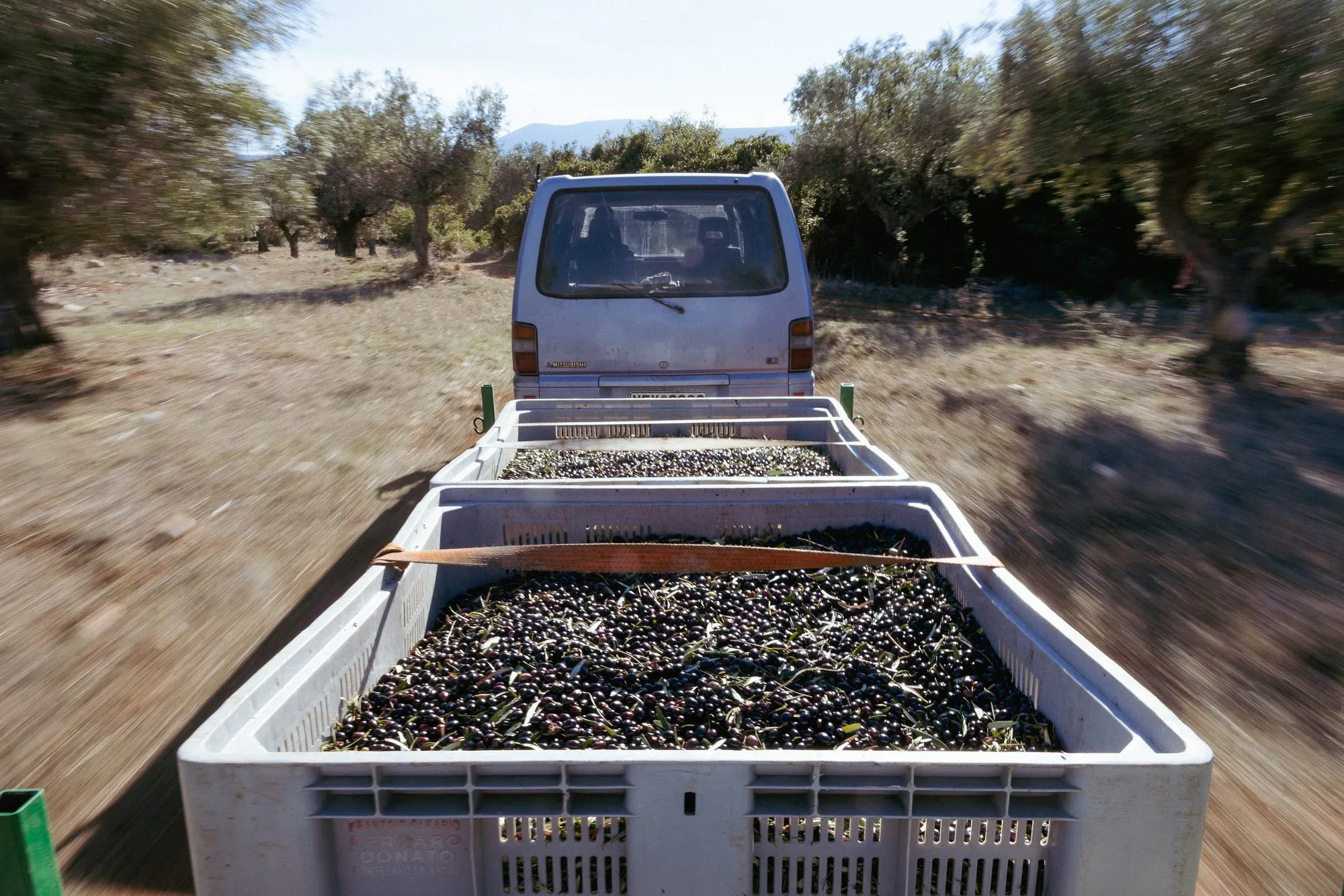 A truck of harvest crates on the grove road